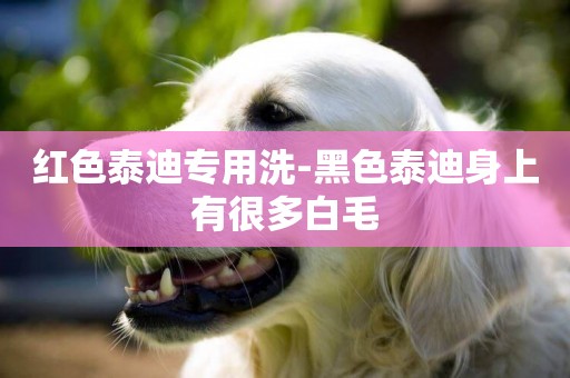 紅色泰迪專用洗-黑色泰迪身上有很多白毛