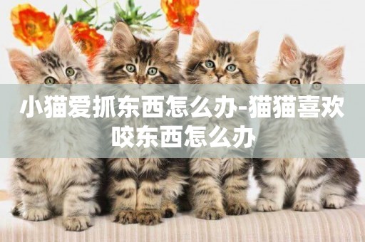 小貓愛抓東西怎么辦-貓貓喜歡咬東西怎么辦