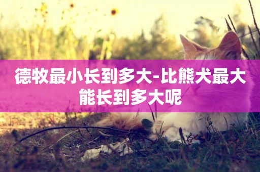 德牧最小長到多大-比熊犬最大能長到多大呢