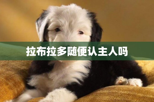 拉布拉多隨便認主人嗎