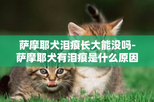 薩摩耶犬淚痕長大能沒嗎-薩摩耶犬有淚痕是什么原因