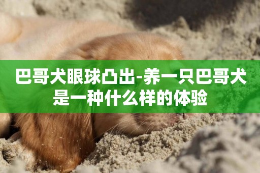 巴哥犬眼球凸出-養一只巴哥犬是一種什么樣的體驗