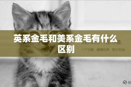 英系金毛和美系金毛有什么區別