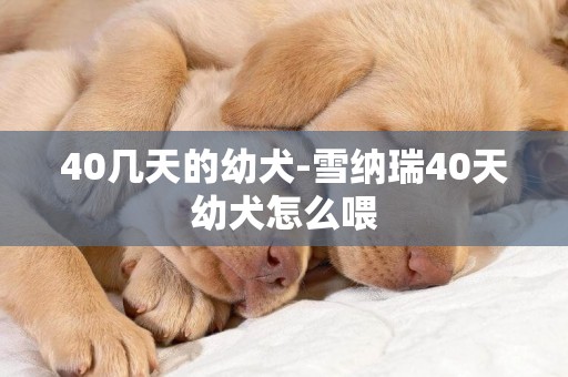 40幾天的幼犬-雪納瑞40天幼犬怎么喂