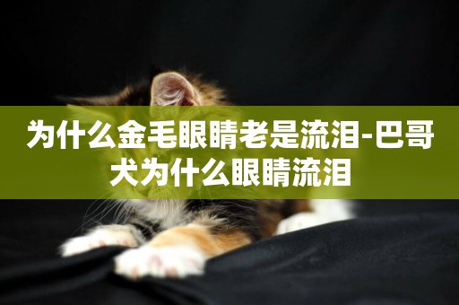 為什么金毛眼睛老是流淚-巴哥犬為什么眼睛流淚