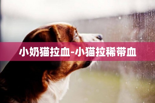 小奶貓拉血-小貓拉稀帶血