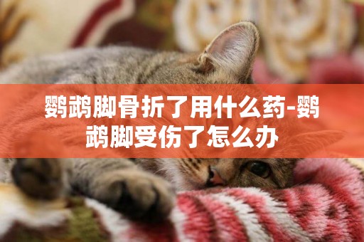 鸚鵡腳骨折了用什么藥-鸚鵡腳受傷了怎么辦