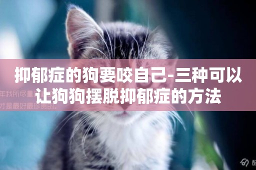 抑郁癥的狗要咬自己-三種可以讓狗狗擺脫抑郁癥的方法