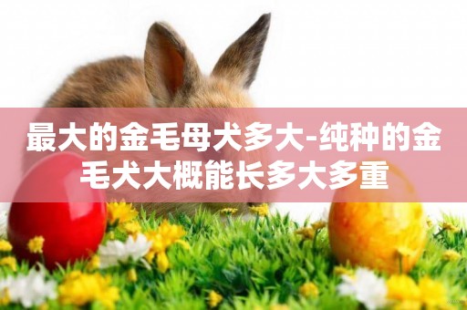 最大的金毛母犬多大-純種的金毛犬大概能長多大多重