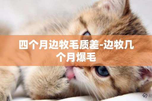 四個月邊牧毛質差-邊牧幾個月爆毛
