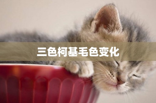 三色柯基毛色變化