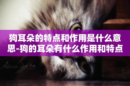 狗耳朵的特點和作用是什么意思-狗的耳朵有什么作用和特點