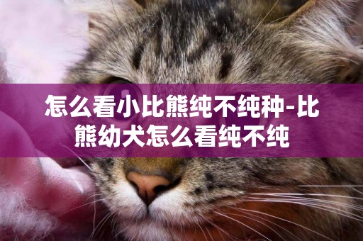 怎么看小比熊純不純種-比熊幼犬怎么看純不純