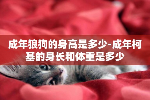 成年狼狗的身高是多少-成年柯基的身長和體重是多少