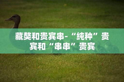 藏獒和貴賓串-“純種”貴賓和“串串”貴賓