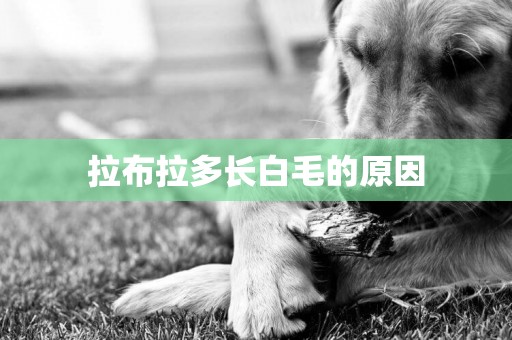 拉布拉多長白毛的原因
