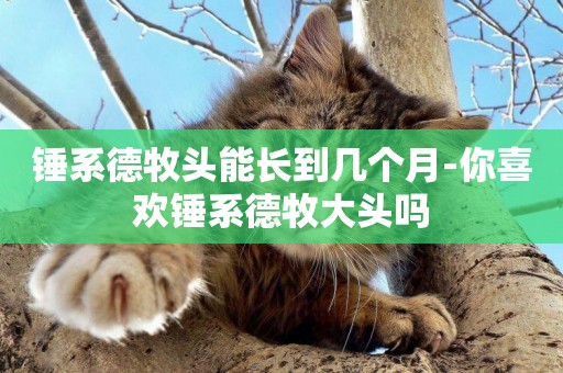 錘系德牧頭能長到幾個月-你喜歡錘系德牧大頭嗎