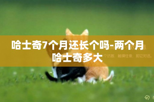 哈士奇7個月還長個嗎-兩個月哈士奇多大
