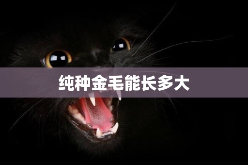 純種金毛能長多大