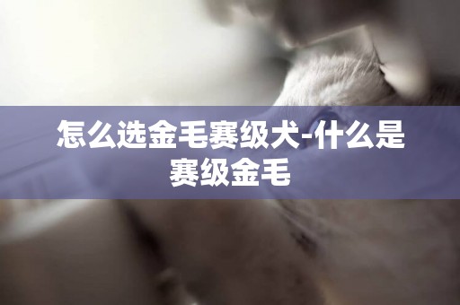 怎么選金毛賽級犬-什么是賽級金毛
