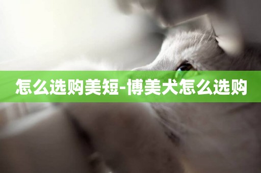 怎么選購美短-博美犬怎么選購