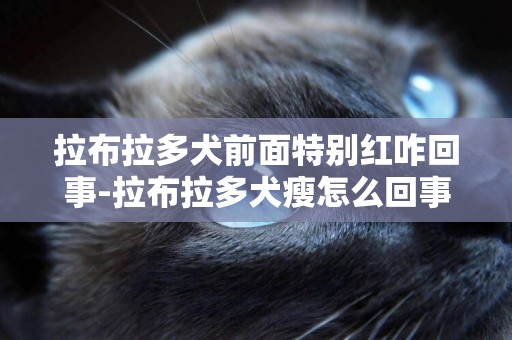 拉布拉多犬前面特別紅咋回事-拉布拉多犬瘦怎么回事