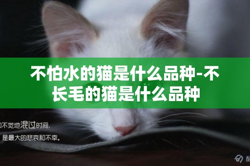 不怕水的貓是什么品種-不長毛的貓是什么品種