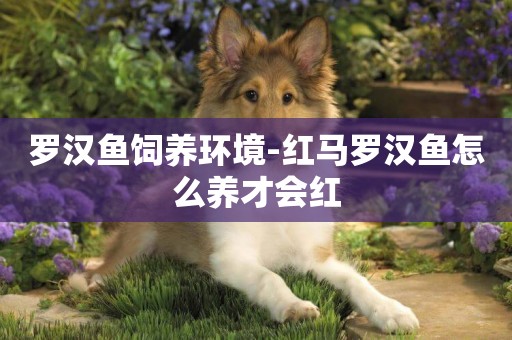 羅漢魚飼養環境-紅馬羅漢魚怎么養才會紅