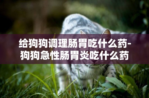 給狗狗調理腸胃吃什么藥-狗狗急性腸胃炎吃什么藥