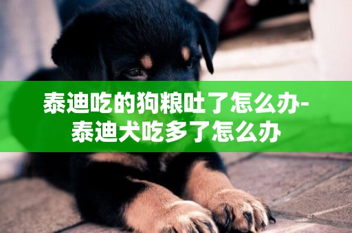 泰迪吃的狗糧吐了怎么辦-泰迪犬吃多了怎么辦