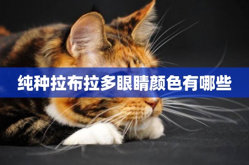 純種拉布拉多眼睛顏色有哪些