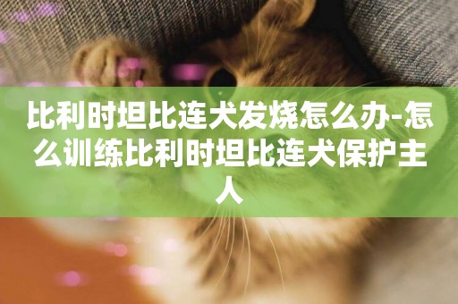 比利時坦比連犬發燒怎么辦-怎么訓練比利時坦比連犬保護主人