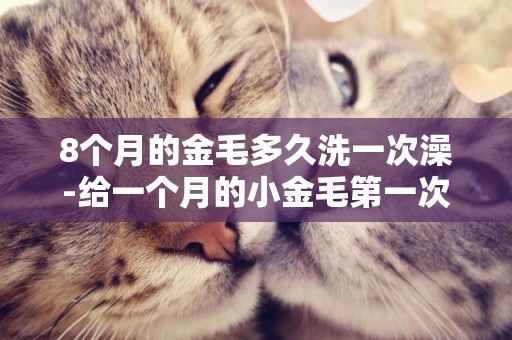 8個月的金毛多久洗一次澡-給一個月的小金毛第一次洗澡