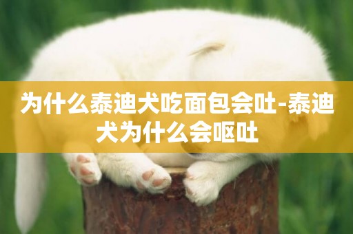 為什么泰迪犬吃面包會吐-泰迪犬為什么會嘔吐