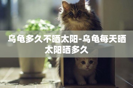 烏龜多久不曬太陽-烏龜每天曬太陽曬多久