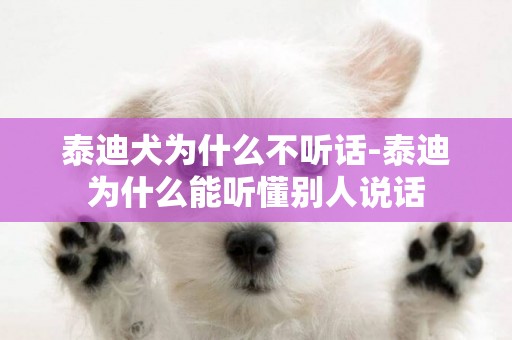 泰迪犬為什么不聽話-泰迪為什么能聽懂別人說話