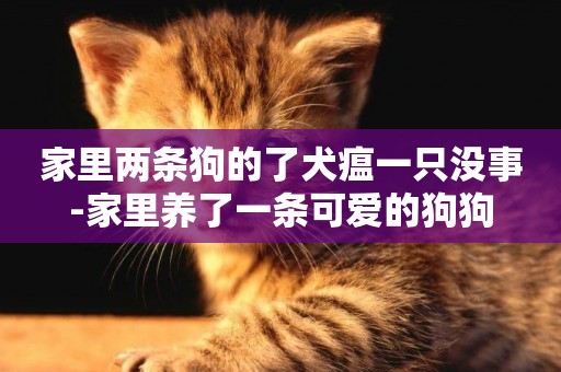 家里兩條狗的了犬瘟一只沒事-家里養了一條可愛的狗狗