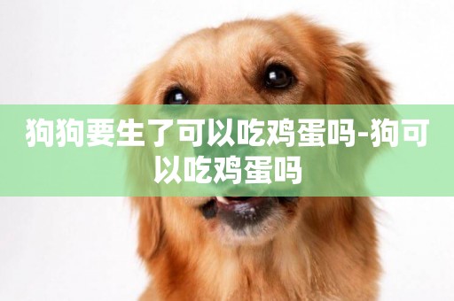 狗狗要生了可以吃雞蛋嗎-狗可以吃雞蛋嗎
