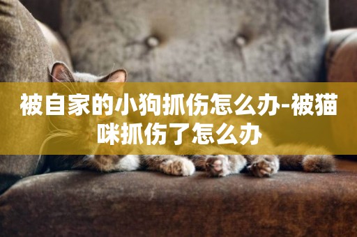 被自家的小狗抓傷怎么辦-被貓咪抓傷了怎么辦