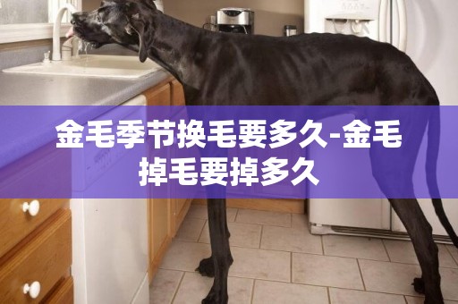 金毛季節換毛要多久-金毛掉毛要掉多久