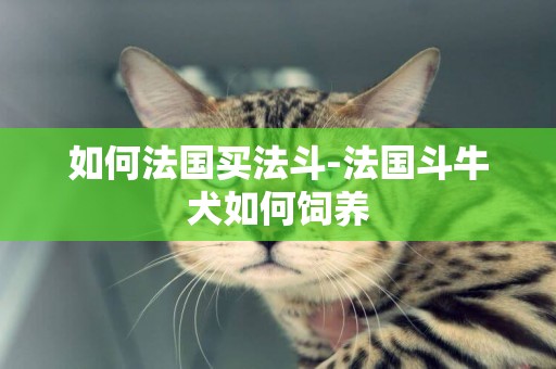 如何法國買法斗-法國斗牛犬如何飼養