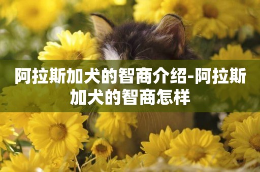 阿拉斯加犬的智商介紹-阿拉斯加犬的智商怎樣
