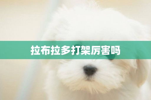 拉布拉多打架厲害嗎