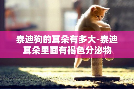 泰迪狗的耳朵有多大-泰迪耳朵里面有褐色分泌物