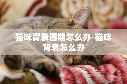 貓咪腎衰四期怎么辦-貓咪腎衰怎么辦