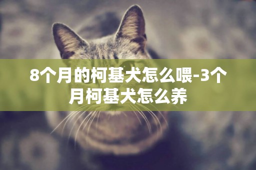 8個月的柯基犬怎么喂-3個月柯基犬怎么養