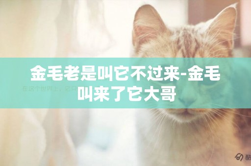 金毛老是叫它不過來-金毛叫來了它大哥