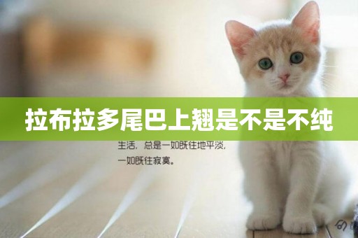 拉布拉多尾巴上翹是不是不純