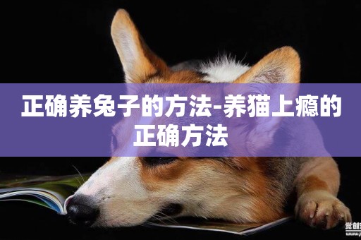 正確養兔子的方法-養貓上癮的正確方法