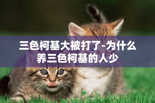 三色柯基大被打了-為什么養三色柯基的人少